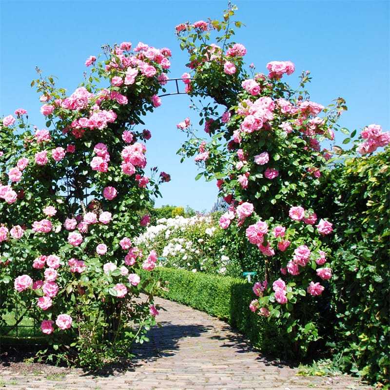 7.9FT Metal Garden Arch Trellis, Wedding Backdrop Stand with Fence for Climbing Plants, Garden Arch Pergola Arbor for Outdoor Lawn Decor